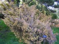 Juniperus chinensis cv Aurea (fam Cupressacees) (Photo F. Mrugala) (1)